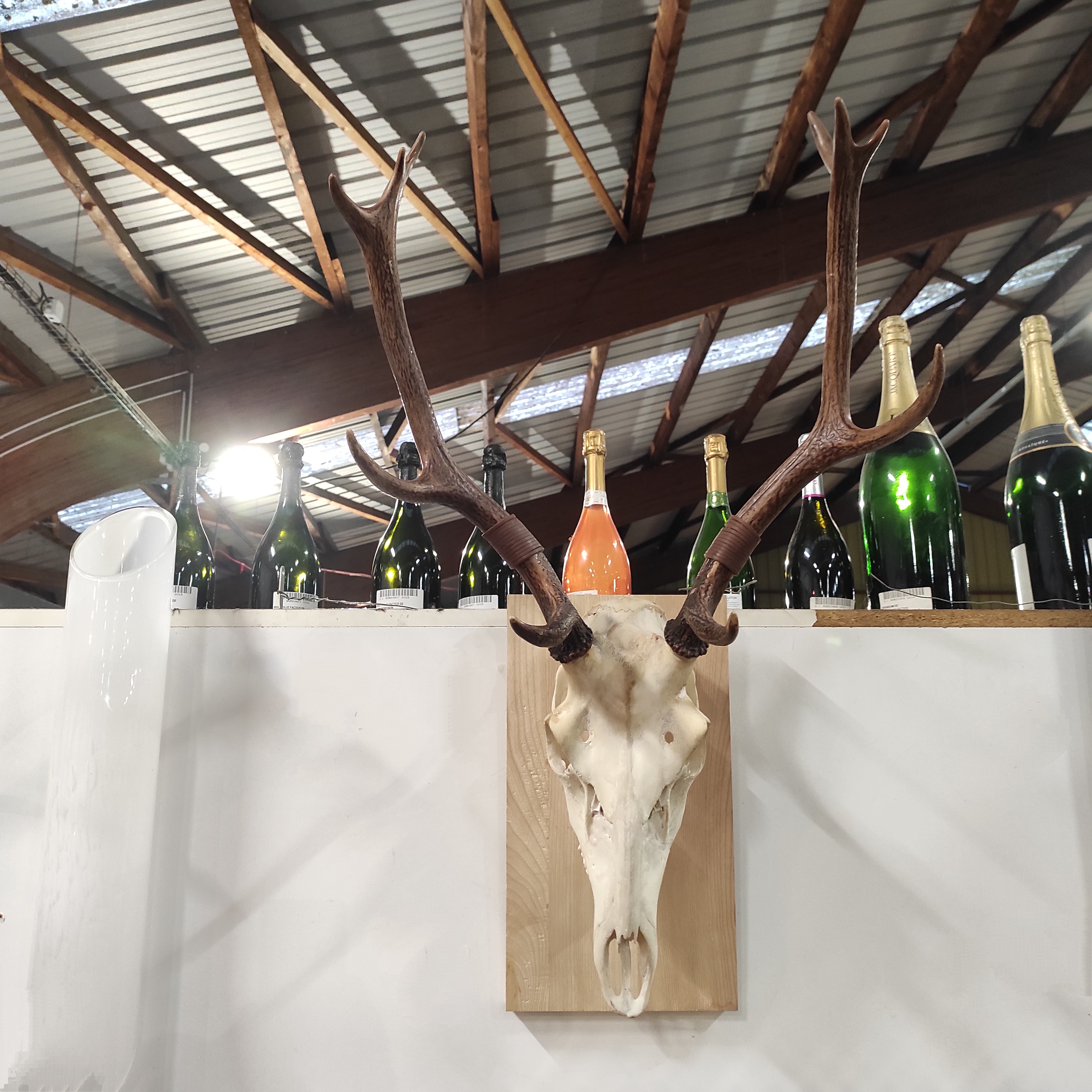 TROPHEE DE CERF SUR PLAQUE DE BOIS 83 x 47 CM