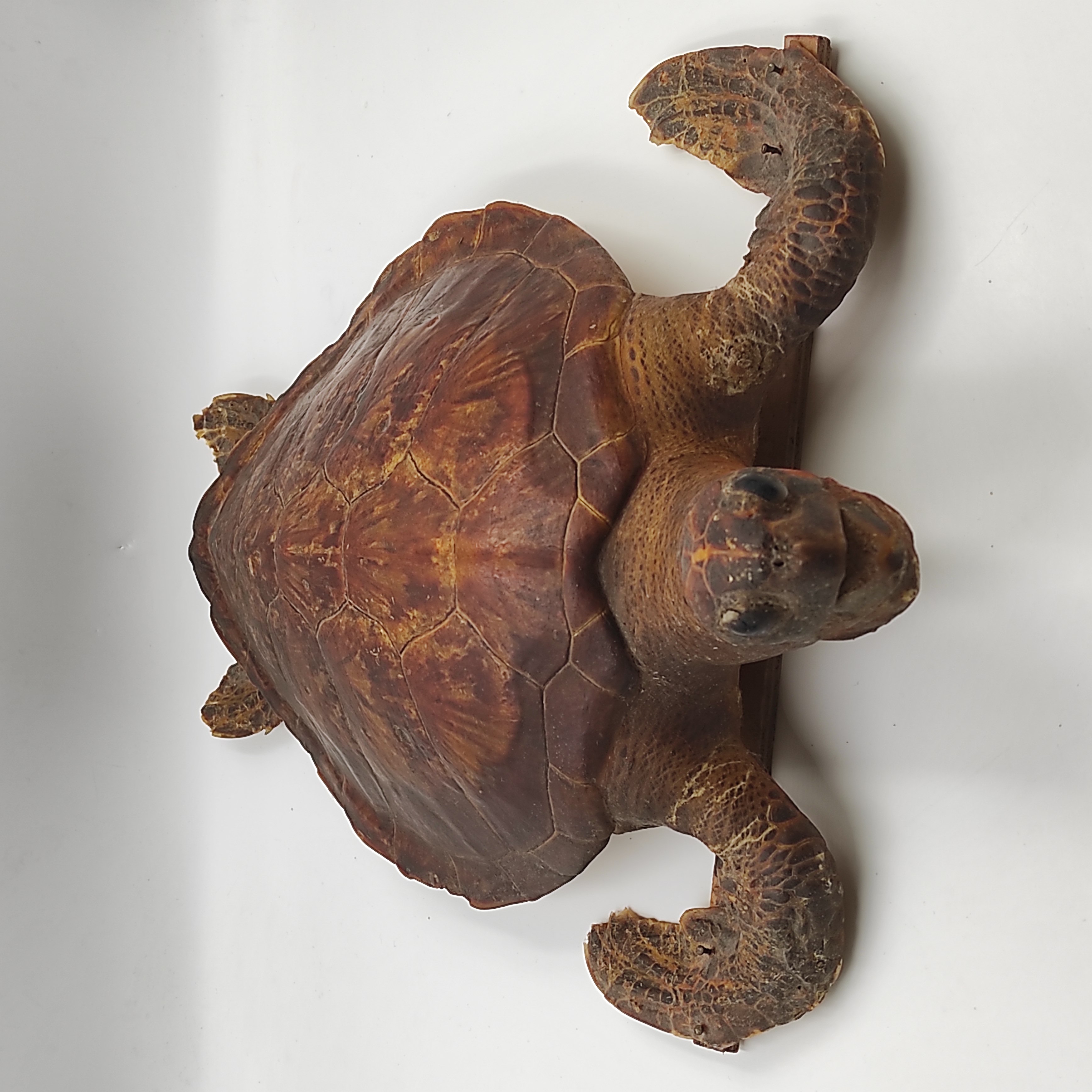 TORTUE  VERTE NATURALISEE DES ANTILLES 50 CM + CITES