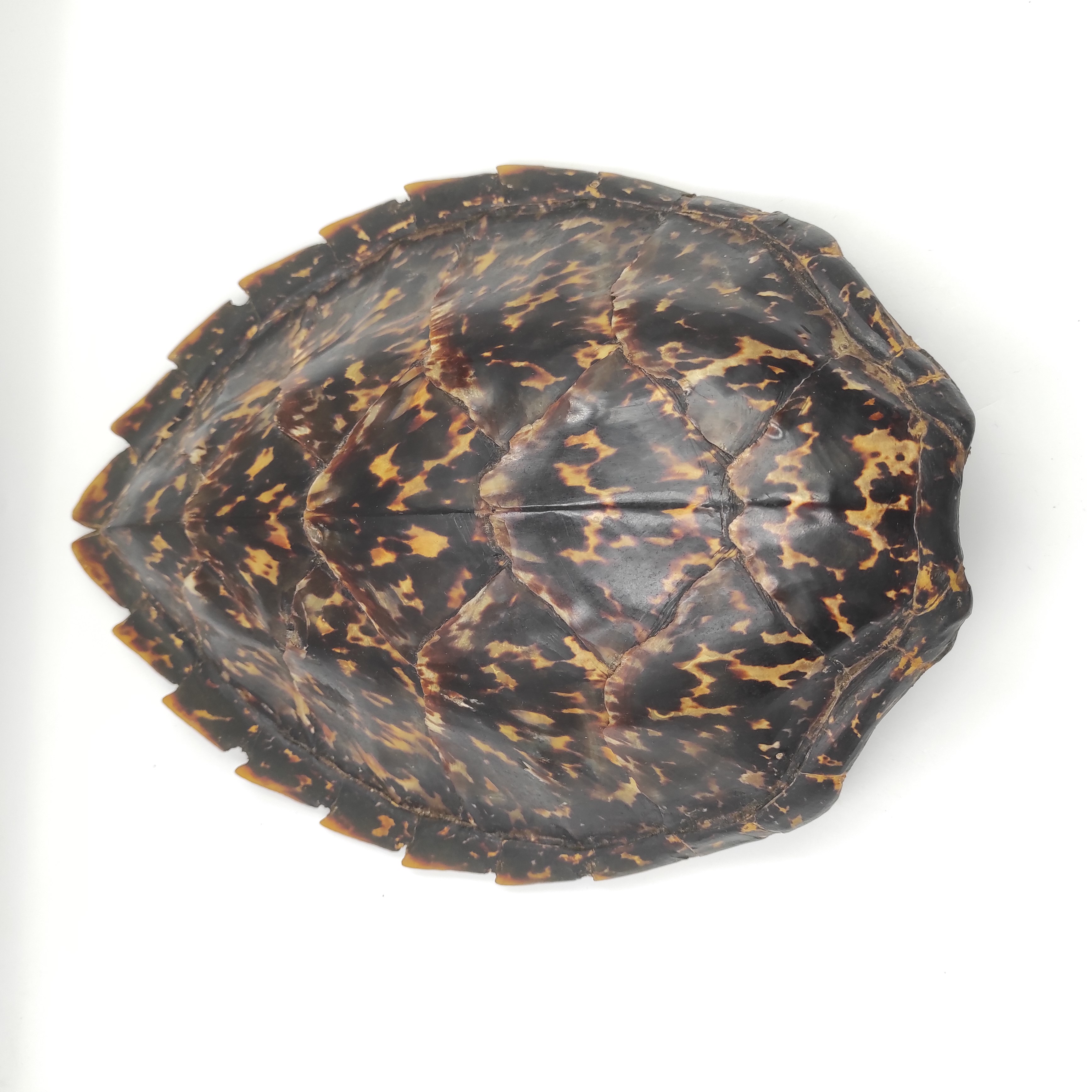 CARAPACE DE TORTUE DES ANTILLES 35 CM + CITES 