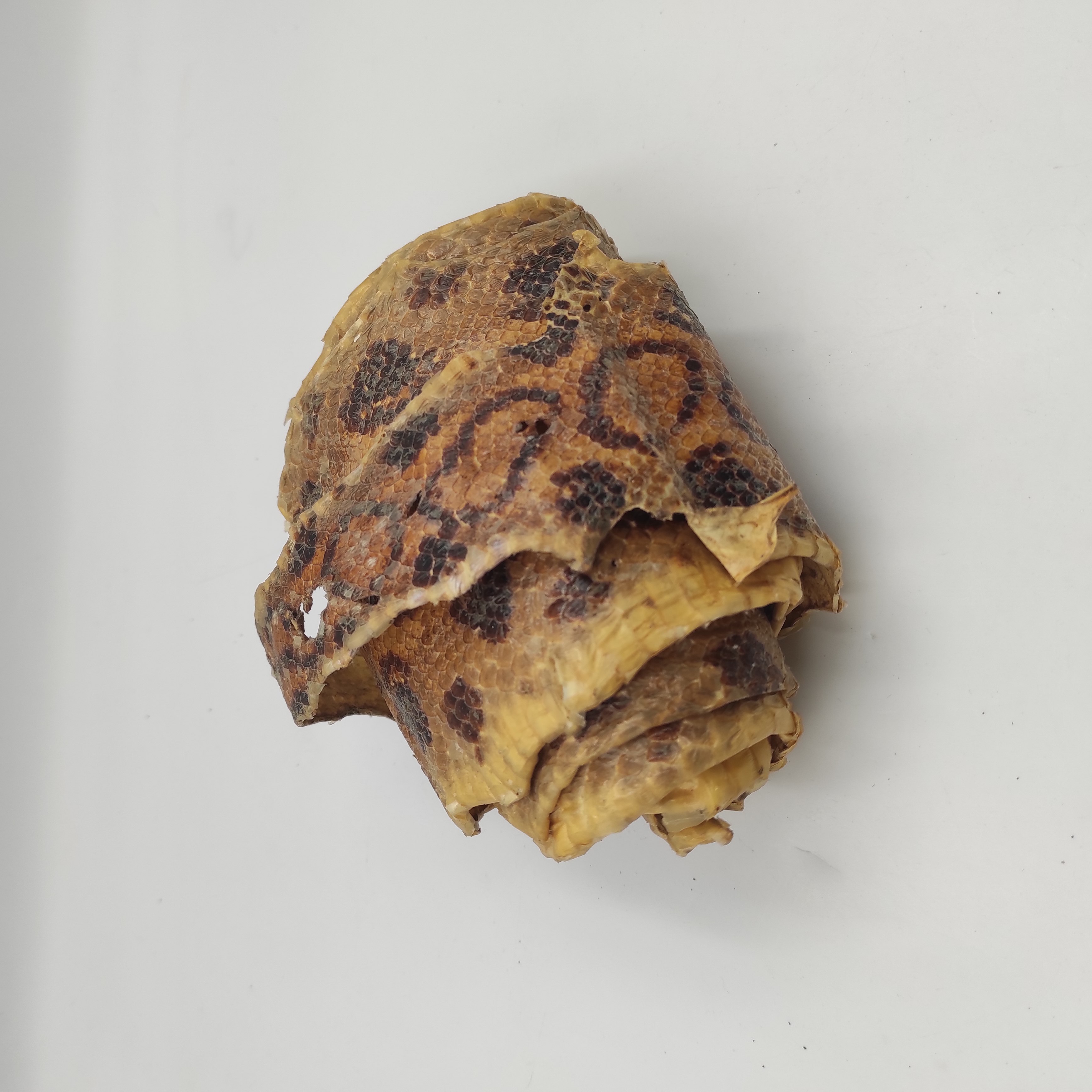 PEAU DE SERPENT ABOMA DES ANTILLES 148 CM X 10 CM + CITES