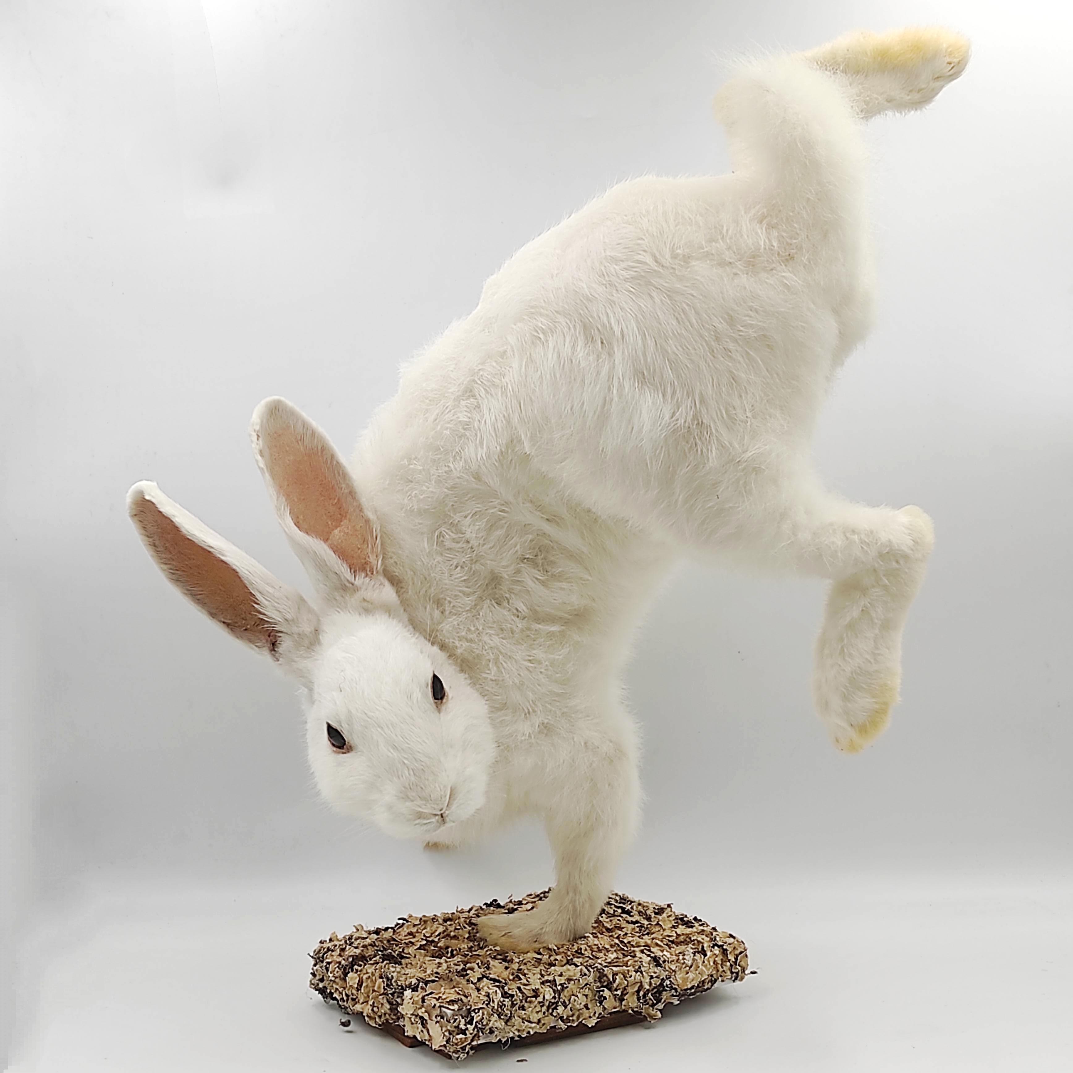 DESING ET NATURE LAPIN BLANC ACROBATE NATURALISE 35x52x28 CM + FACTURE