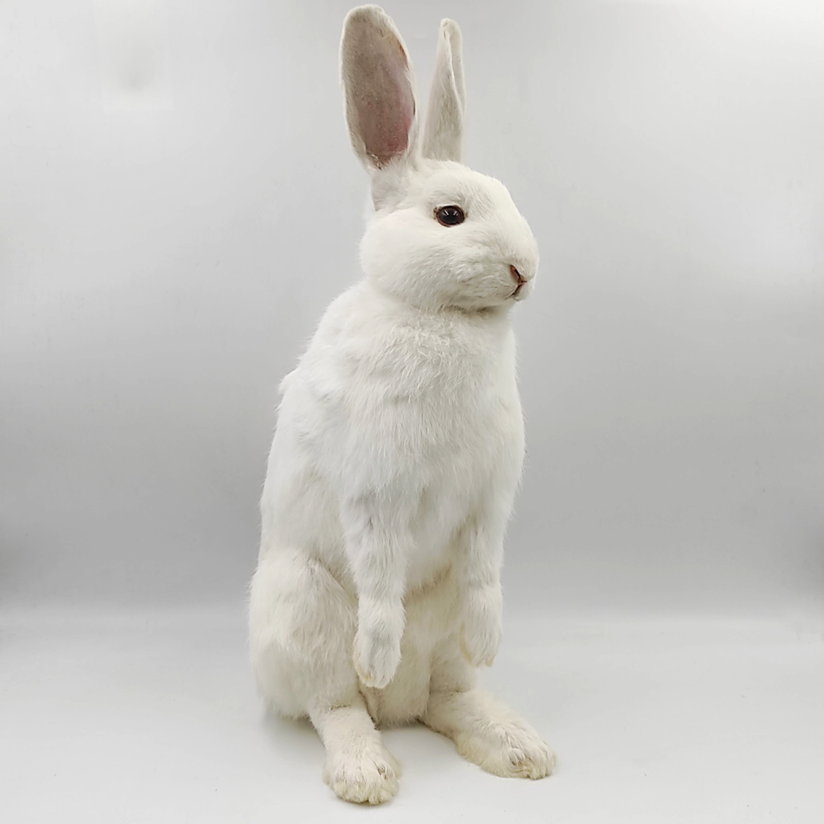 DESIGN ET NATURE LAPIN BLANC ASSIS NATURALISE 44x25x16 CM + FACTURE