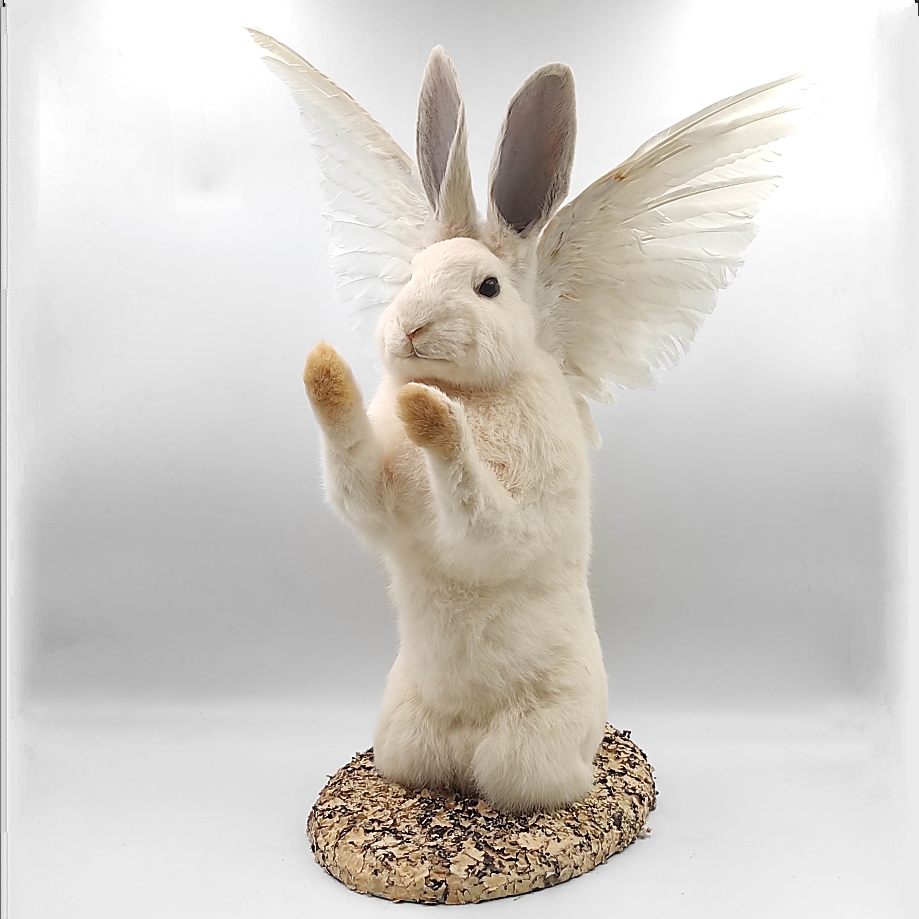 DESIGN ET NATURE LAPIN BLANC AILE NATURALISE 38x48x30 CM + FACTURE